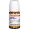 Ceanothus Amer D 3, 80 tk