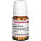 Ceanothus Amer D 4, 80 tk